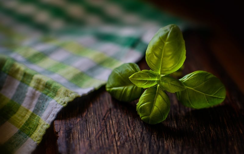 Basil Plant