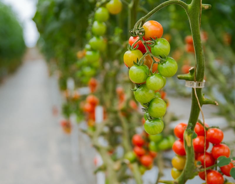 Vertical Hydroponic Systems
