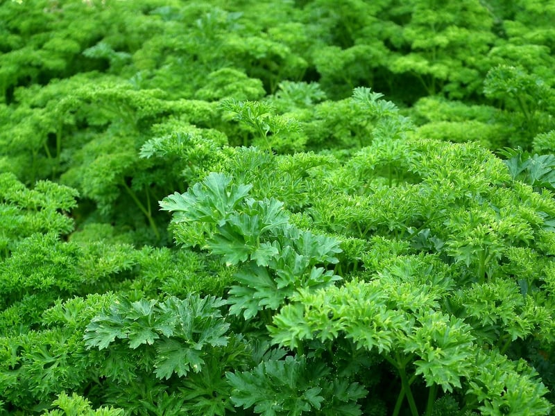 Parsley Plant