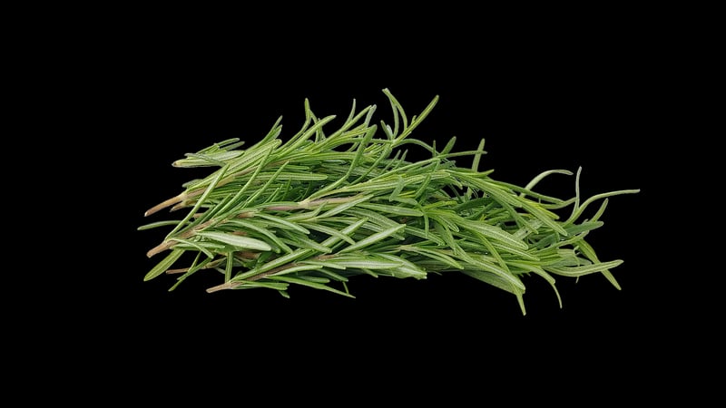 Rosemary Plant